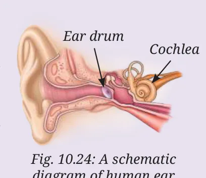 Fig 10.24