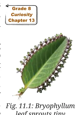 Fig 11.1
