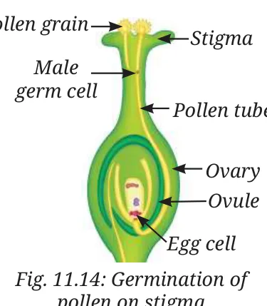 Fig 11.14