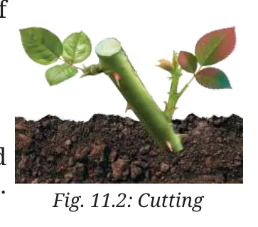 Fig 11.2