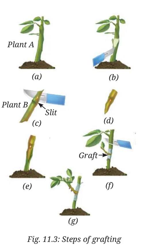 Fig 11.3