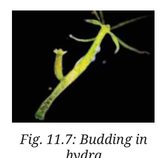 Fig 11.7