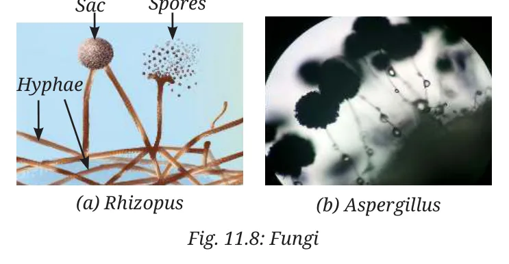 Fig 11.8