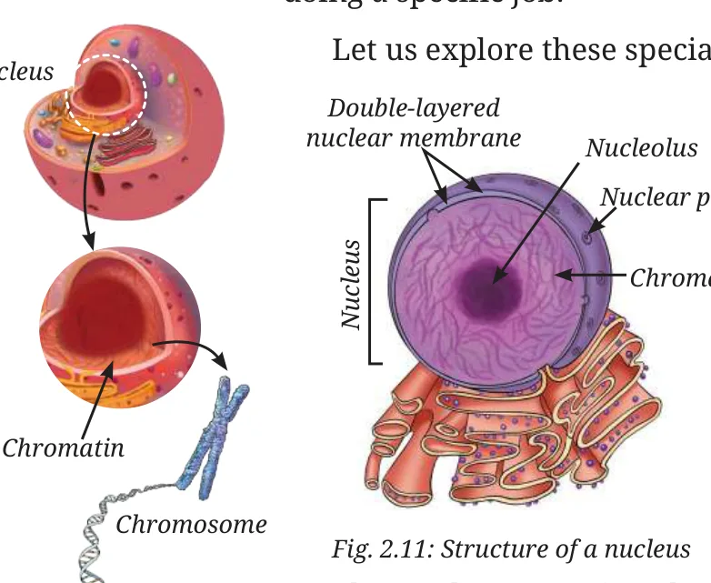 Fig 2.11