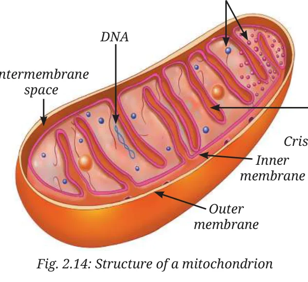 Fig 2.14