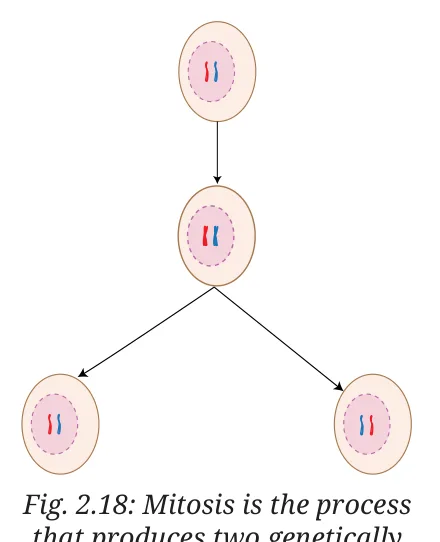 Fig 2.18